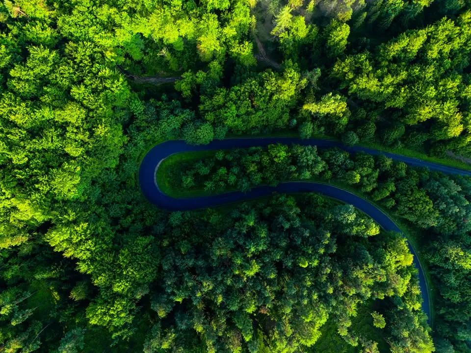 Aerial video frame of a winding forest road
